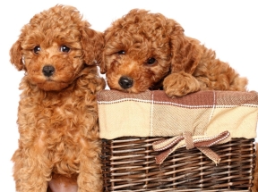 Đặc Điểm Nổi Bật Của Giống Chó Poodle - Người Bạn Đồng Hành Thông Minh Và Dễ Thương