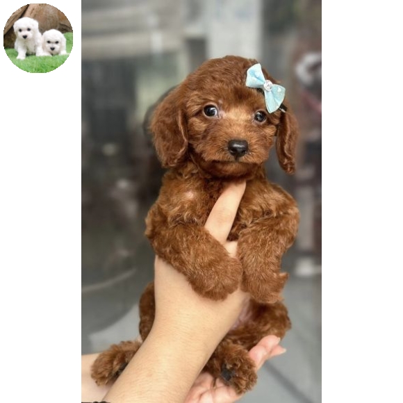 Poodle Nâu Đỏ