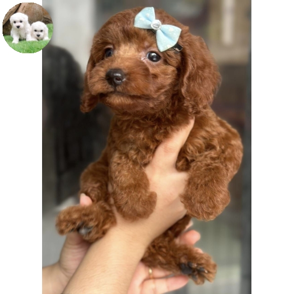 Poodle Nâu Đỏ
