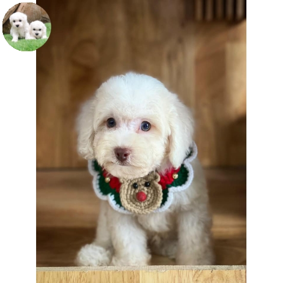 Poodle Trắng