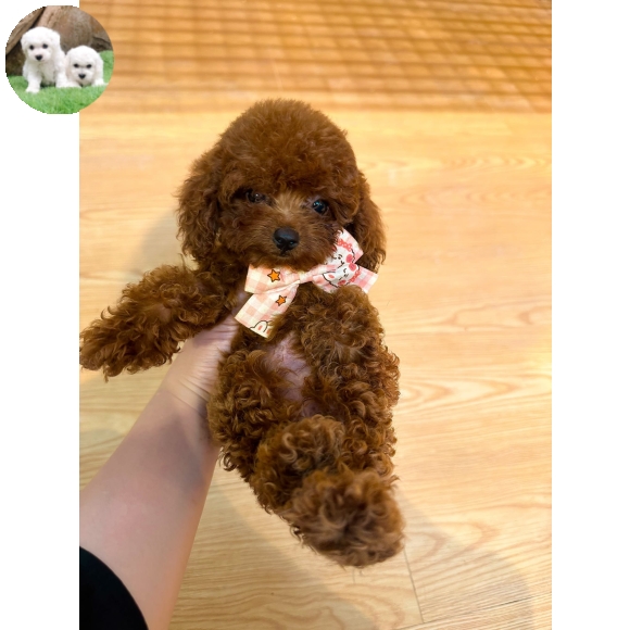 Poodle Nâu Đỏ