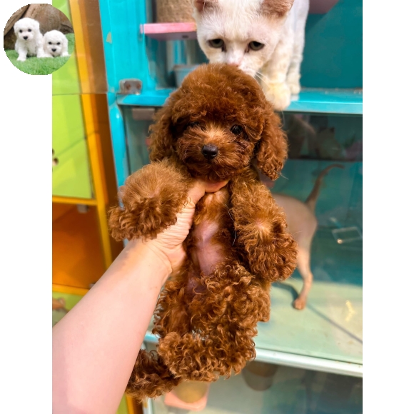 Poodle Nâu Đỏ