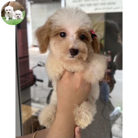 Poodle Bò Sữa