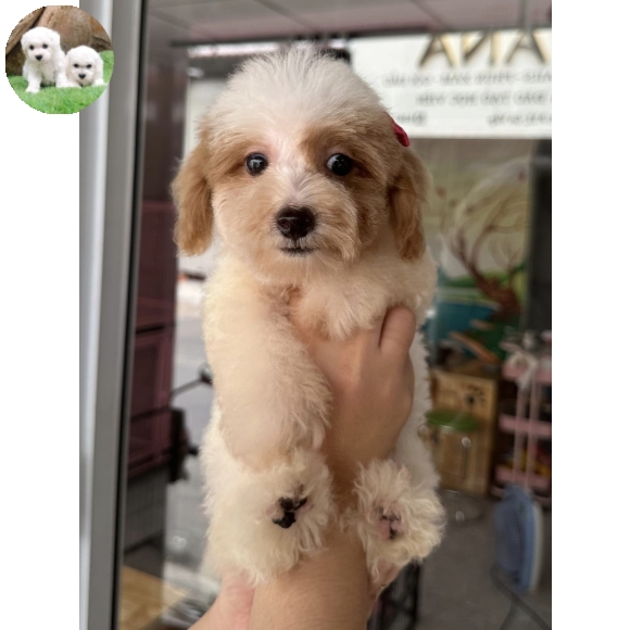 Poodle Bò Sữa
