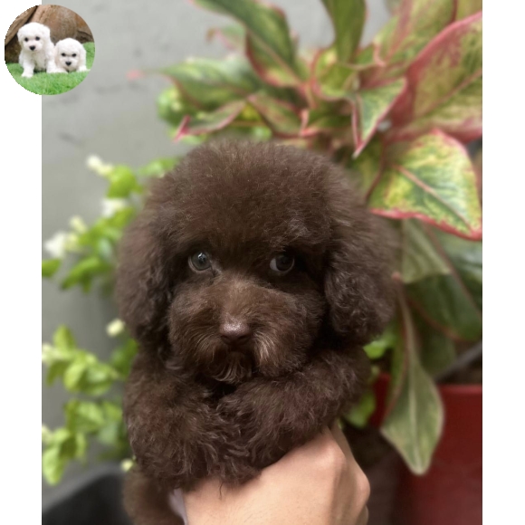 Poodle màu Socola 