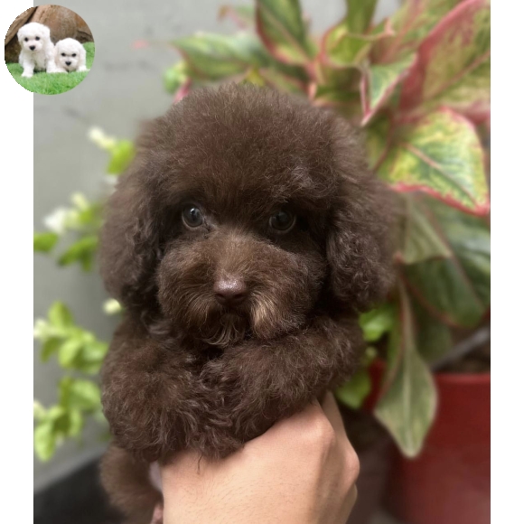 Poodle màu Socola 