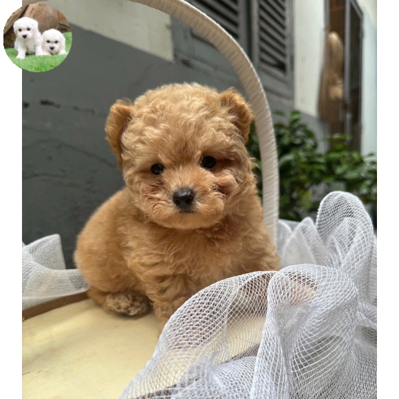 Poodle vàng mơ tai bướm