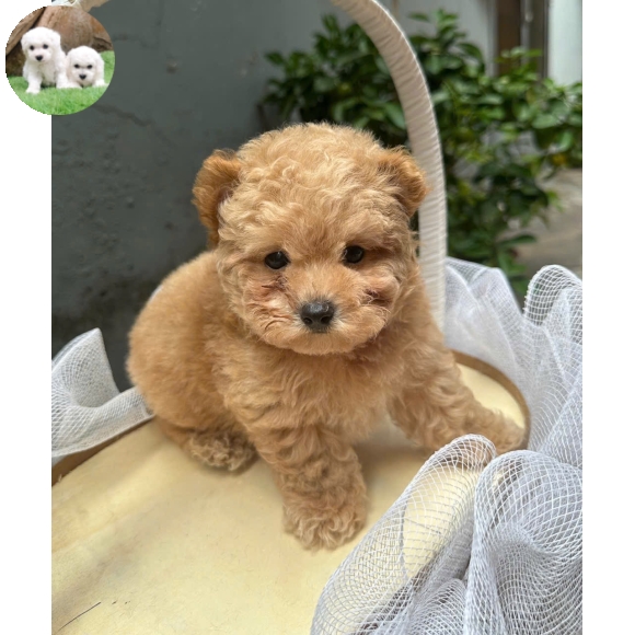 Poodle vàng mơ tai bướm