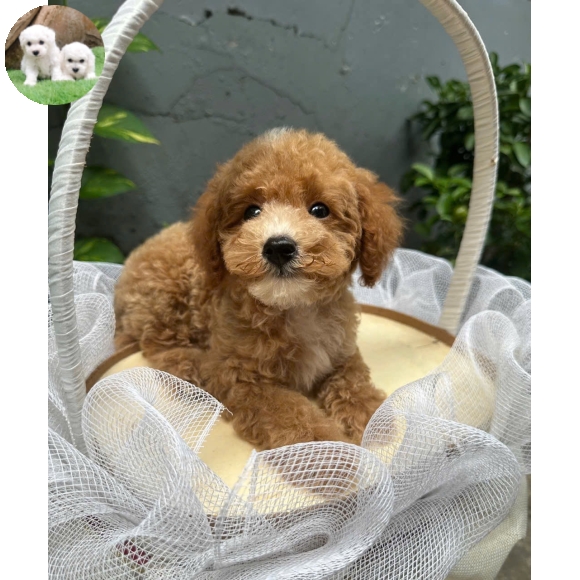 Poodle vàng mơ tai bướm