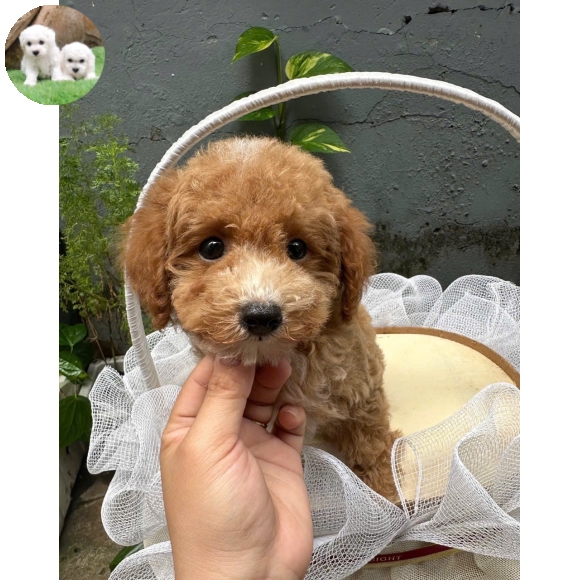 Poodle vàng mơ tai bướm