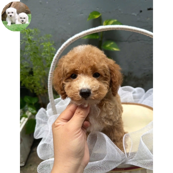 Poodle vàng mơ tai bướm