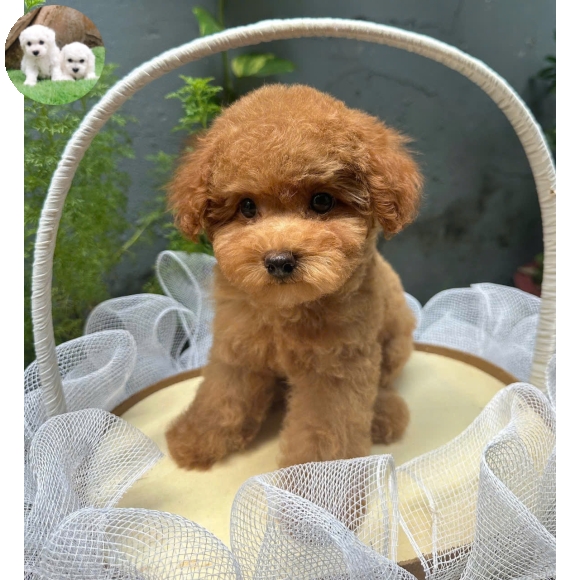 Poodle vàng mơ tai bướm