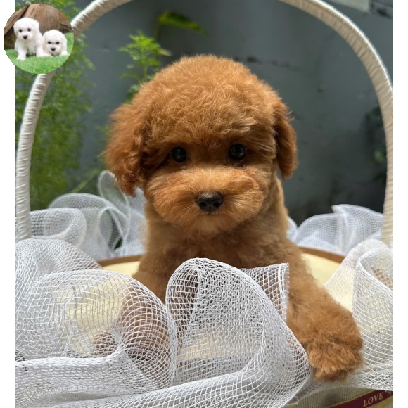 Poodle vàng mơ tai bướm