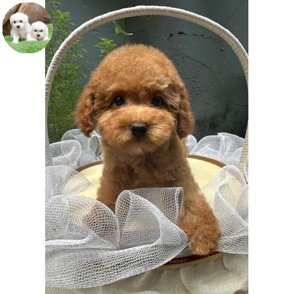 Poodle vàng mơ tai bướm