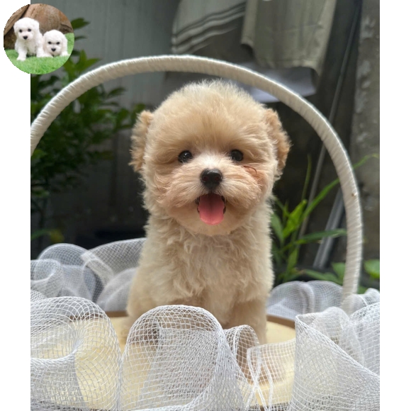 Poodle vàng mơ tai bướm  