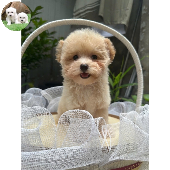 Poodle vàng mơ tai bướm  