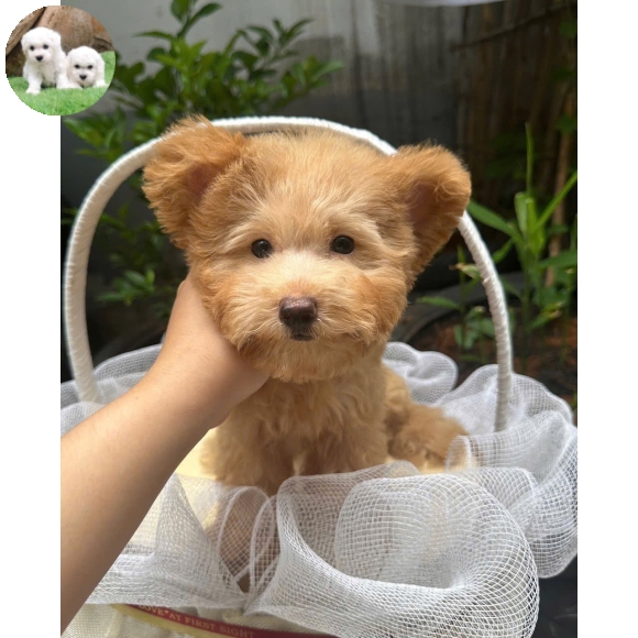 Poodle vàng mơ tai bướm  