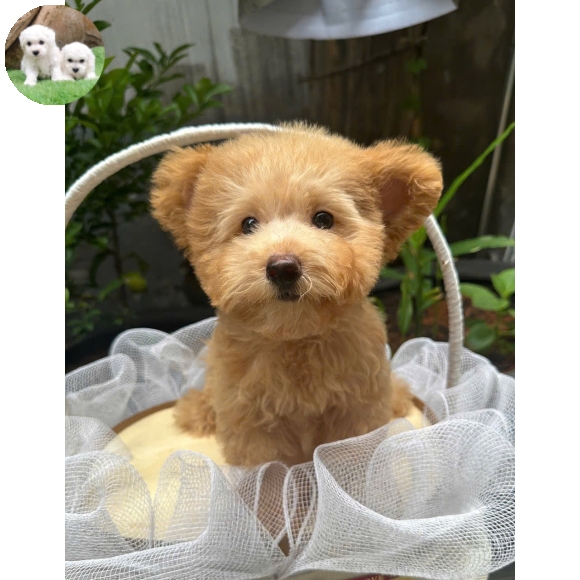 Poodle vàng mơ tai bướm  