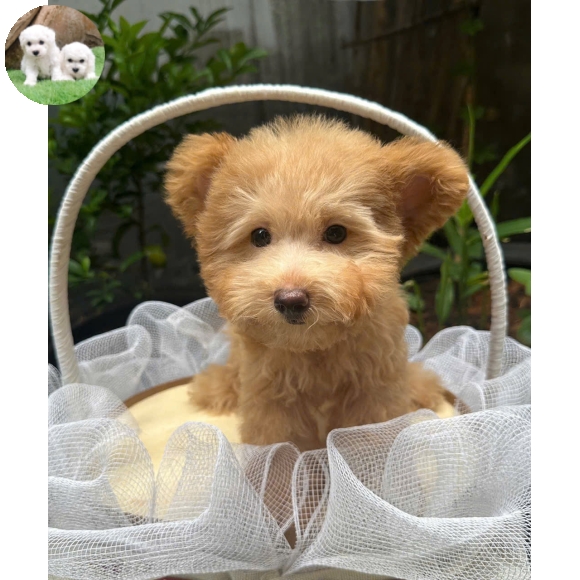 Poodle vàng mơ tai bướm  
