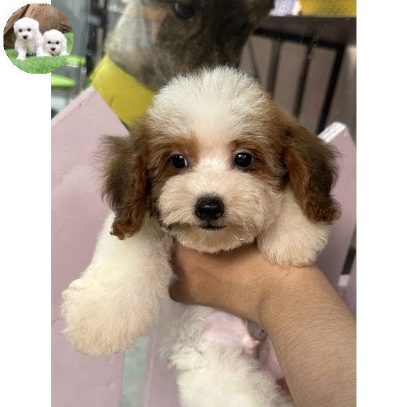 Poodle trắng đen