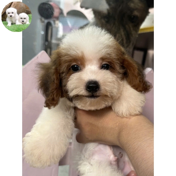 Poodle trắng đen