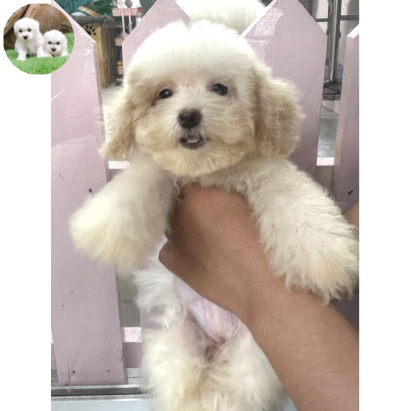 Poodle trắng sữa
