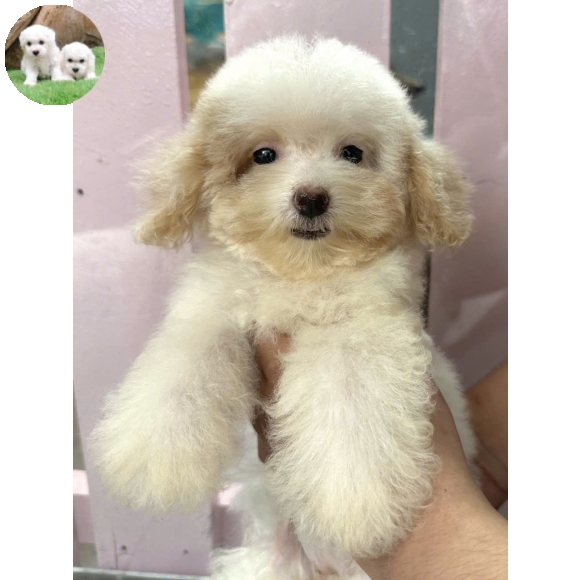Poodle trắng sữa