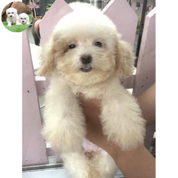 Poodle trắng sữa