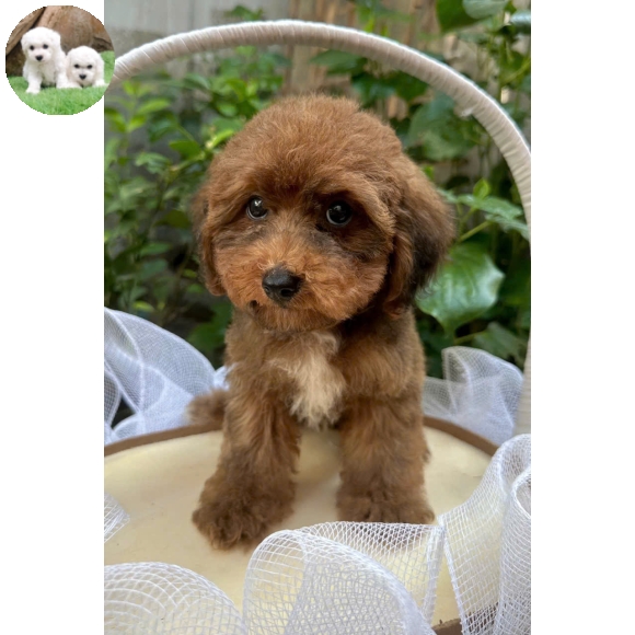 Poodle  màu phantom socola