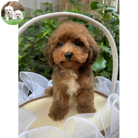 Poodle  màu phantom socola