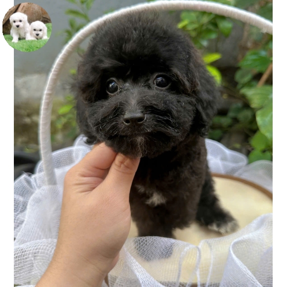 Poodle  màu xám 