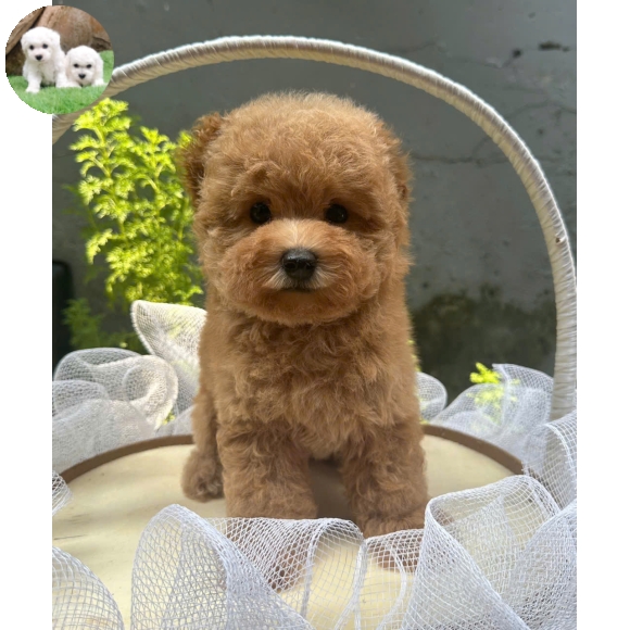 Poodle nâu đỏ tai bướm