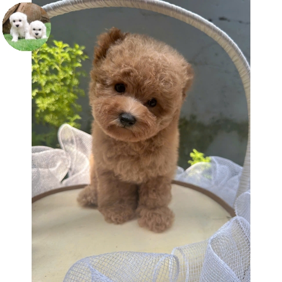 Poodle nâu đỏ tai bướm