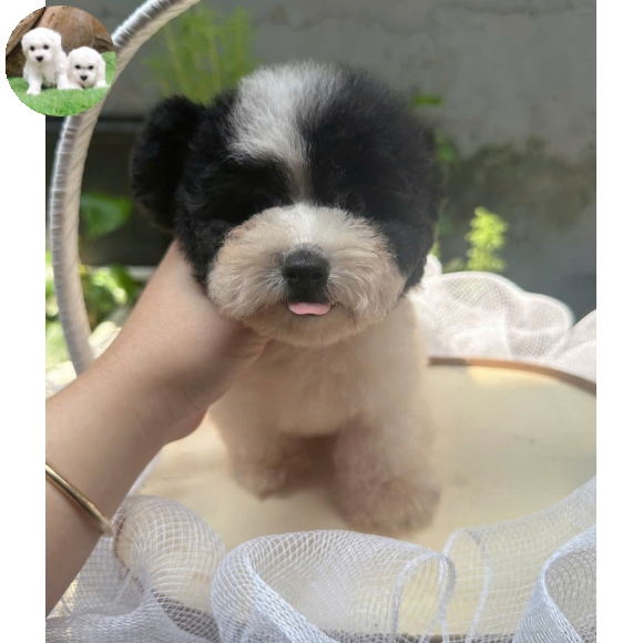 Poodle bò sữa tai bướm