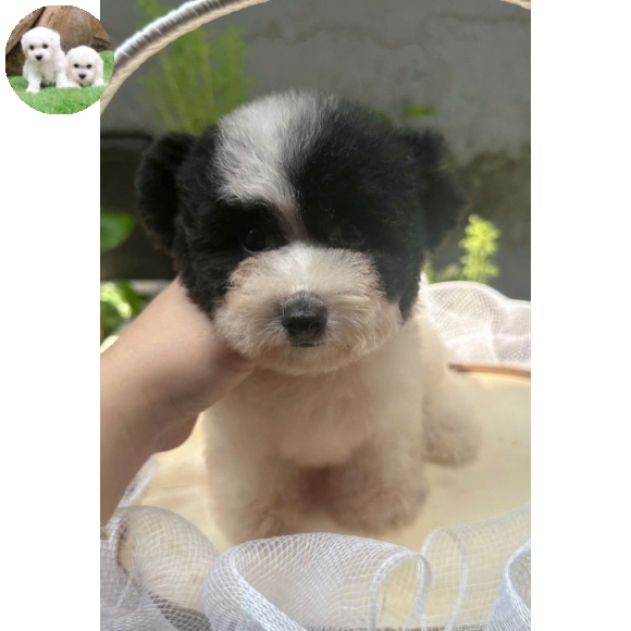 Poodle bò sữa tai bướm
