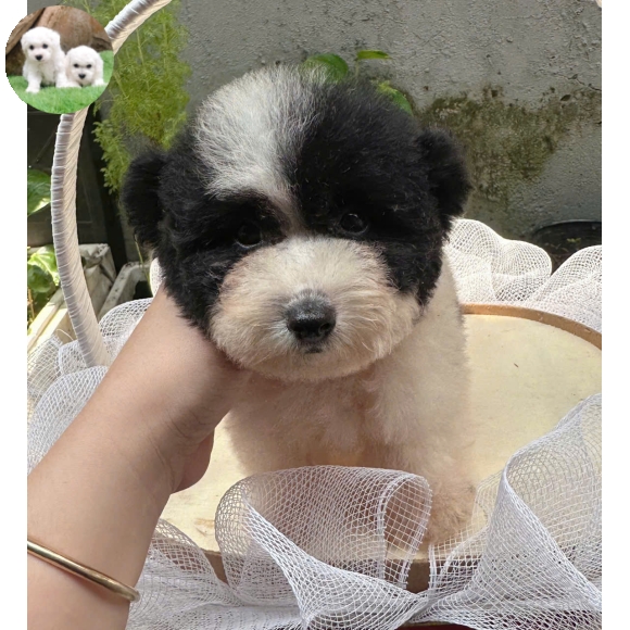 Poodle bò sữa tai bướm