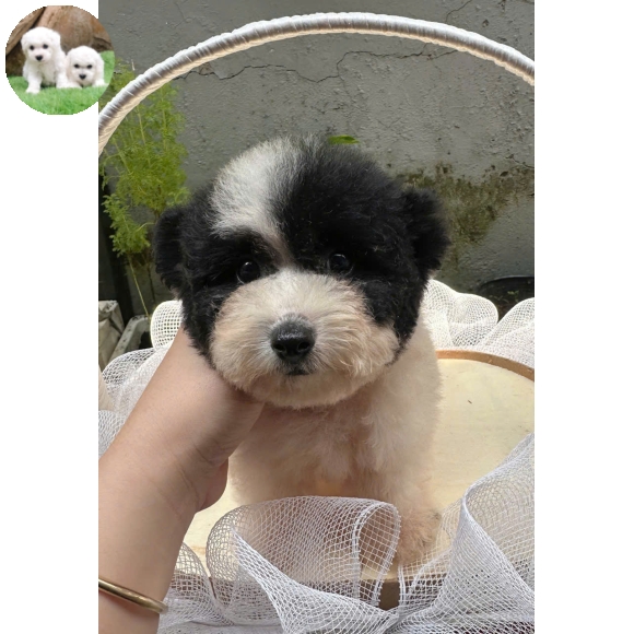Poodle bò sữa tai bướm