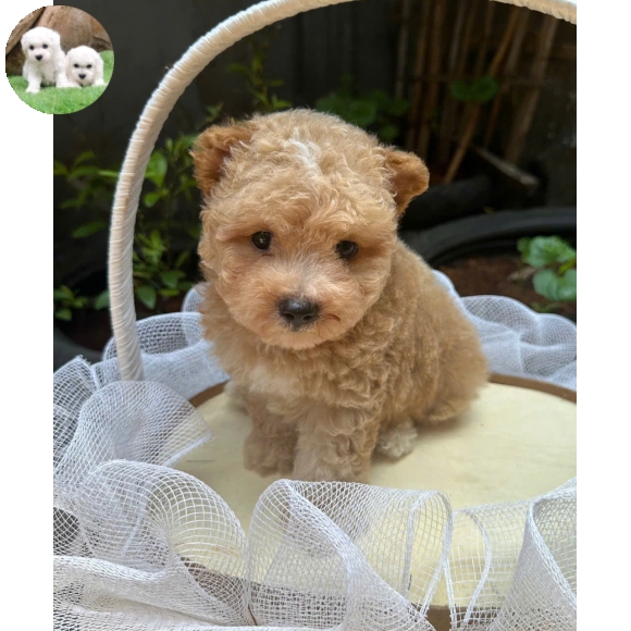 Poodle vàng mơ tai bướm  