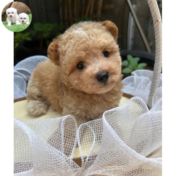 Poodle vàng mơ tai bướm  