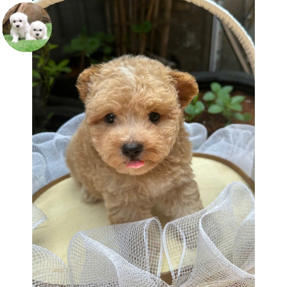 Poodle vàng mơ tai bướm  